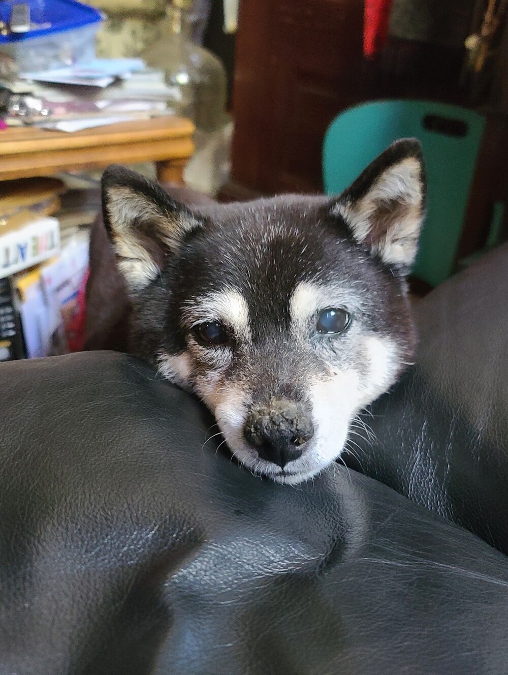 Shiva Passed Away This morning After A Long Blader Cancer illness - Picture 6 of 7